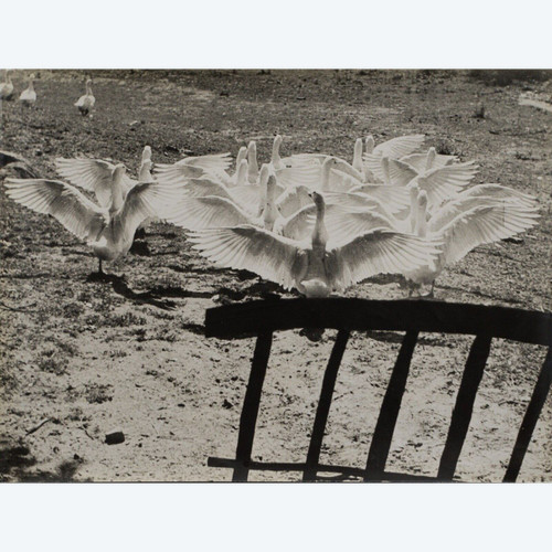 Silver print by Bernard Darot Le Ballet des Oies 20th century