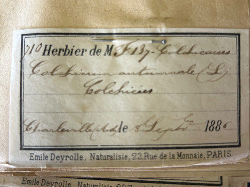 Rare Set Of Six Herbarium Volumes By L CADIX Late 19th Century Circa 1880 - 1900