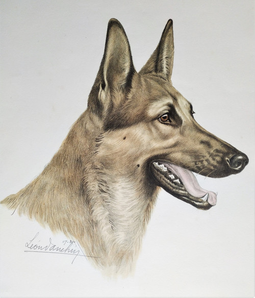 Chien Berger Allemand Lithographie Couleur par Léon Danchin 20ème
