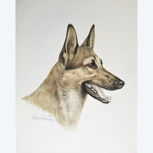 Chien Berger Allemand Lithographie Couleur par Léon Danchin 20ème