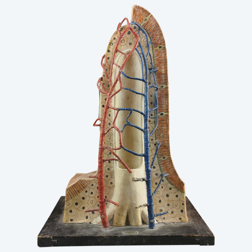 Modele Anatomique Docteur Auzoux XXe 