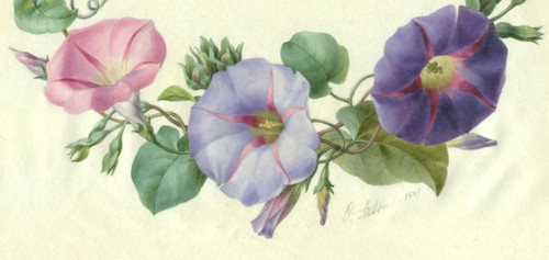 Acquerello su vera pergamena di vitello di Olympe ARSON (1814-)