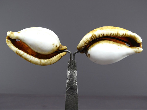 Melanesia, First Half of the Twentieth Century, Pair of Ancient Shells used as currency.
