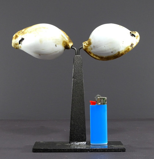 Melanesia, First Half of the Twentieth Century, Pair of Ancient Shells used as currency.