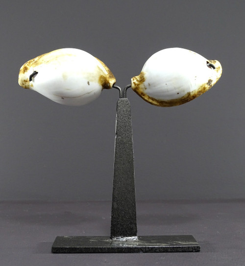 Melanesia, First Half of the Twentieth Century, Pair of Ancient Shells used as currency.