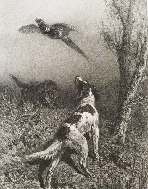 Jagdhunde Und Fasane Lithographie 19.