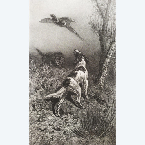 Jagdhunde Und Fasane Lithographie 19.