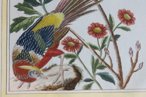 Goldfasan und Ringelfasan, Aquarellstiche aus dem 18. Jahrhundert, gerahmte Vögel