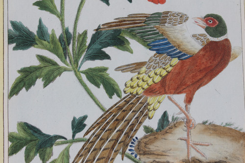 Goldfasan und Ringelfasan, Aquarellstiche aus dem 18. Jahrhundert, gerahmte Vögel
