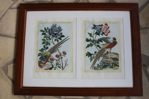 Goldfasan und Ringelfasan, Aquarellstiche aus dem 18. Jahrhundert, gerahmte Vögel