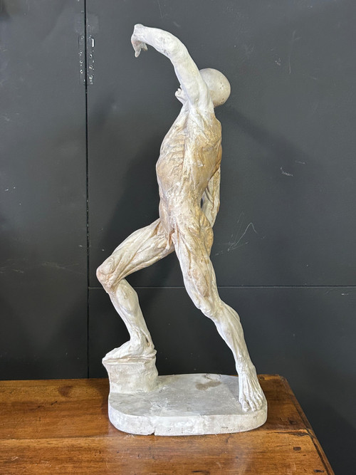 Jacques - Eugène Caudron ( 1818-1865) D'après - Sculpture écorché En Plâtre Cabinet Curiosité