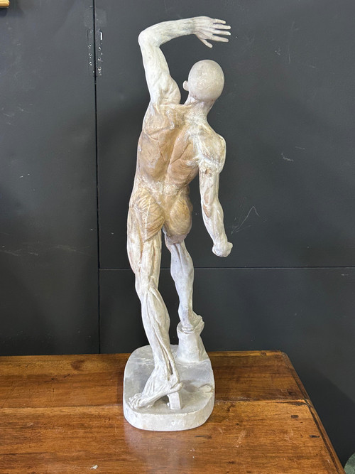 Jacques - Eugène Caudron ( 1818-1865) D'après - Sculpture écorché En Plâtre Cabinet Curiosité