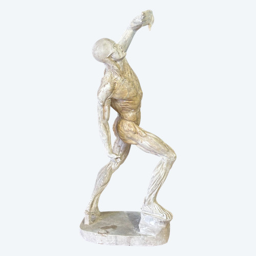 Jacques - Eugène Caudron ( 1818-1865) D'après - Sculpture écorché En Plâtre Cabinet Curiosité