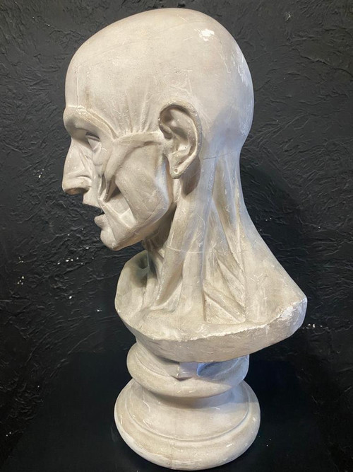 Busto scorticato - Gesso - Houdon - Francia - XIX secolo