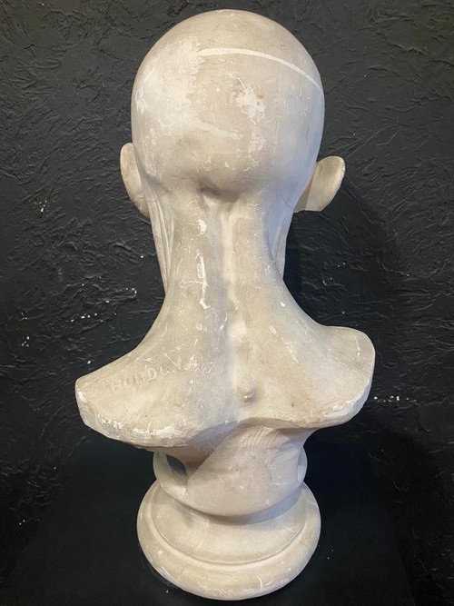 Busto scorticato - Gesso - Houdon - Francia - XIX secolo