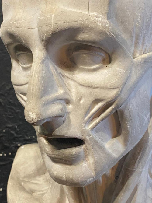 Busto scorticato - Gesso - Houdon - Francia - XIX secolo