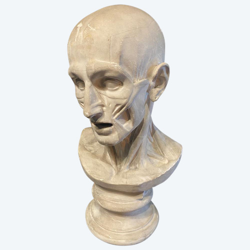 Busto scorticato - Gesso - Houdon - Francia - XIX secolo
