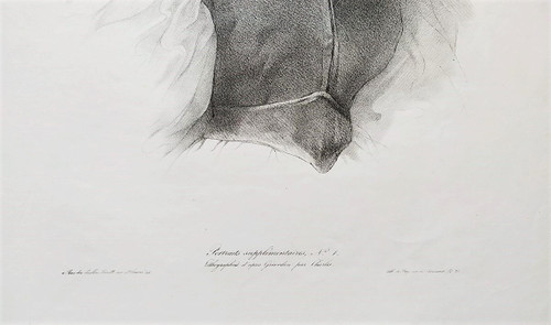 Grévedon Portrait De Femme Lithographie XIXème