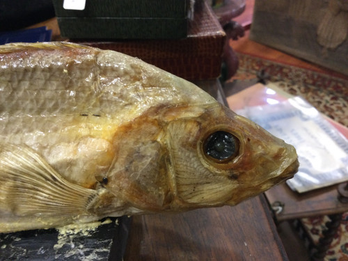 Stuffed fish