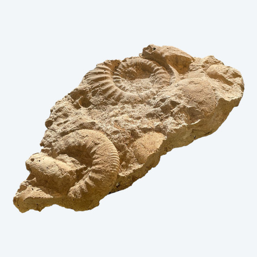 Fossiles d’ammonites, ères Paléozoïque ou Mesozoïque
