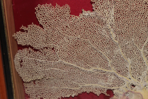 Grande gorgone de mer encadrée pour cabinet de curiosités Paramuricea clavata Corail
