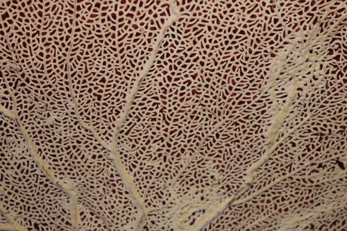 Grande gorgone de mer encadrée pour cabinet de curiosités Paramuricea clavata Corail