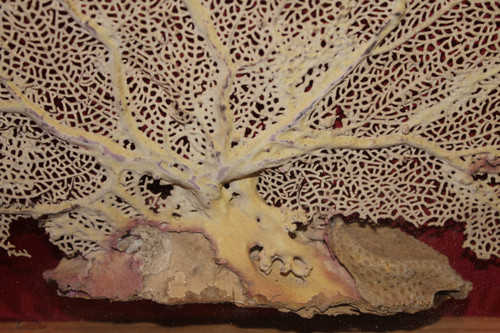 Grande gorgone de mer encadrée pour cabinet de curiosités Paramuricea clavata Corail