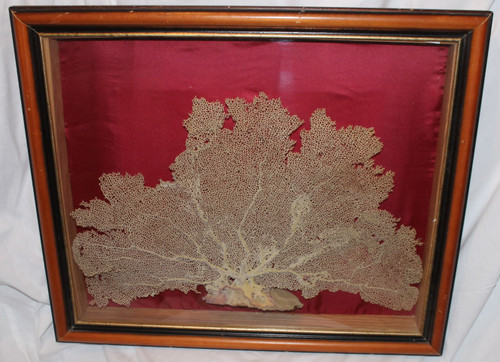 Grande gorgone de mer encadrée pour cabinet de curiosités Paramuricea clavata Corail