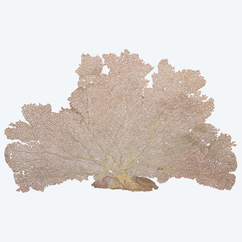 Grande gorgone de mer encadrée pour cabinet de curiosités Paramuricea clavata Corail