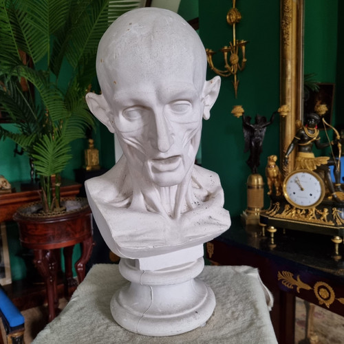 Grande busto in gesso del XIX secolo di un trampoliere.