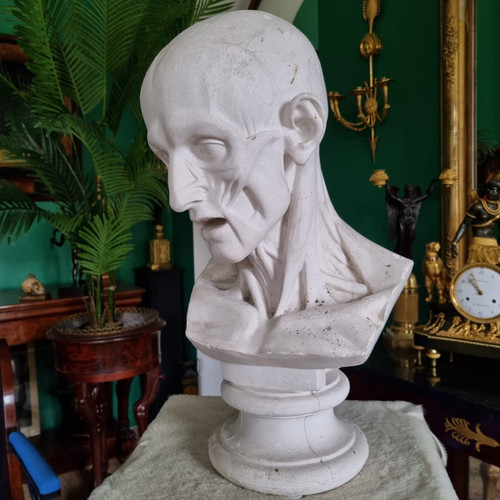 Grande busto in gesso del XIX secolo di un trampoliere.