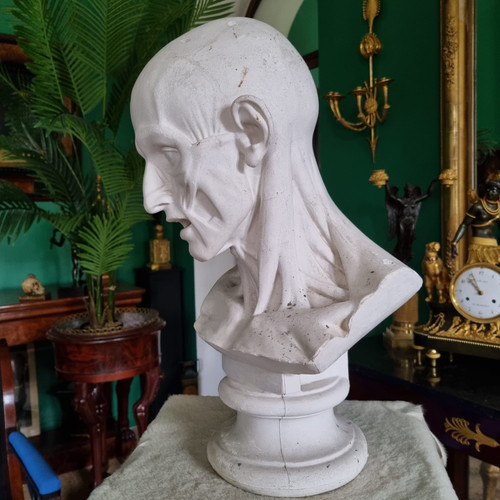 Grande busto in gesso del XIX secolo di un trampoliere.