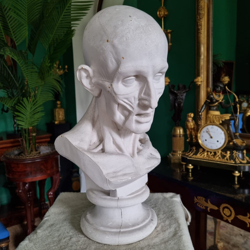 Grande busto in gesso del XIX secolo di un trampoliere.