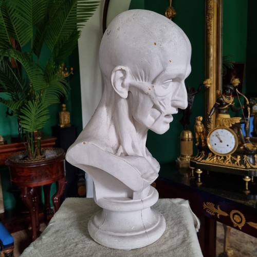 Grande busto in gesso del XIX secolo di un trampoliere.