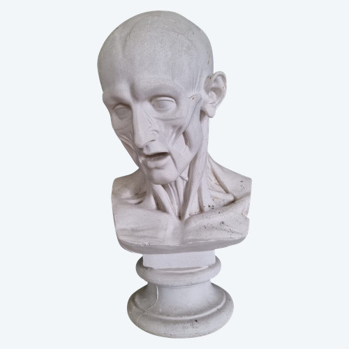 Grande busto in gesso del XIX secolo di un trampoliere.