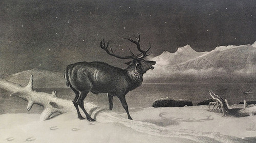 Edwin Landseer Etching Deer Engraving Animals 19th C Old Print