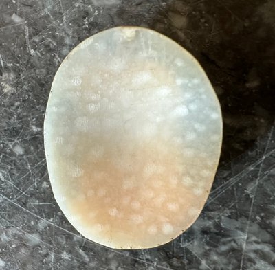 Antike Kamee aus Muschelschalen