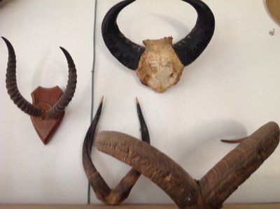 Viele alte afrikanische Trophäen.