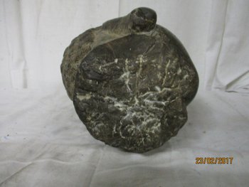 testa di pietra