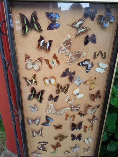 Napoleon III Butterfly Display Frame