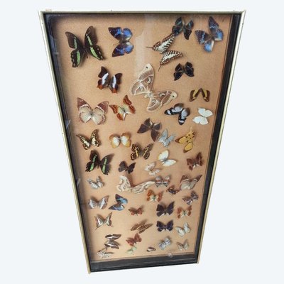 Napoleon III Butterfly Display Frame