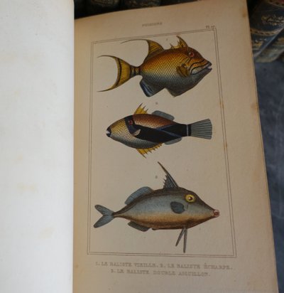 L'Histoire Naturelle de Buffon, 26 volumes et planches colorisées - belle reliure cuir - 1829