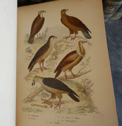 L'Histoire Naturelle de Buffon, 26 volumes et planches colorisées - belle reliure cuir - 1829