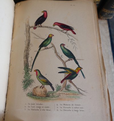 L'Histoire Naturelle de Buffon, 26 volumes et planches colorisées - belle reliure cuir - 1829