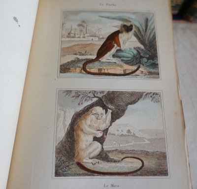 L'Histoire Naturelle de Buffon, 26 volumes et planches colorisées - belle reliure cuir - 1829