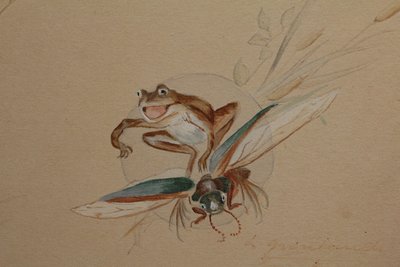 Humorous study 'Frog and insects' gouache drawing signed circa 1920