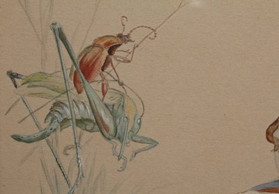 Humorous study 'Frog and insects' gouache drawing signed circa 1920