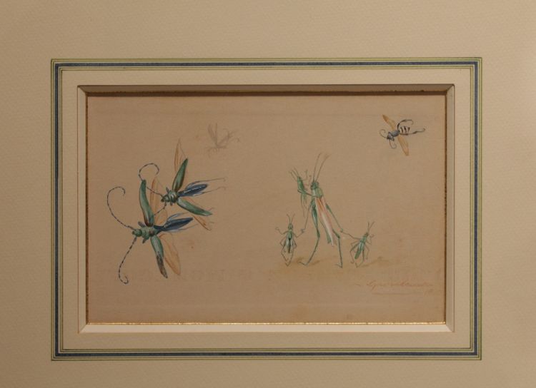 Humorous studies representing insects, gouache drawing signed around 1910