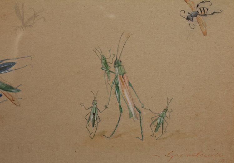 Humorous studies representing insects, gouache drawing signed around 1910