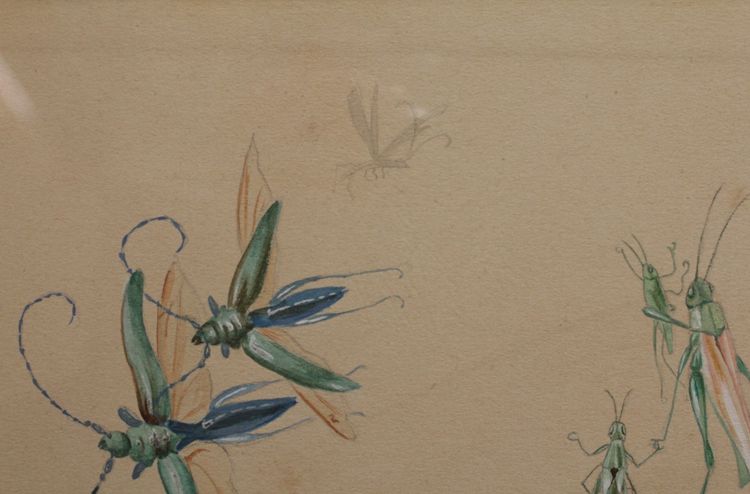 Humorous studies representing insects, gouache drawing signed around 1910